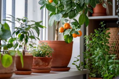 Plantes agrumes rentrées à l'intérieur pour les protéger des basses températures d'automne.